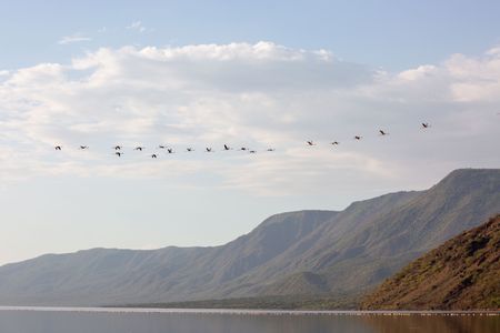 A line of lesser flamingo fly over Lake Bogoria. (National Geographic for Disney/Maia Sherwood-Rogers)