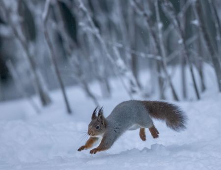 A squirrel running in the snow. (Big Wave Productions)