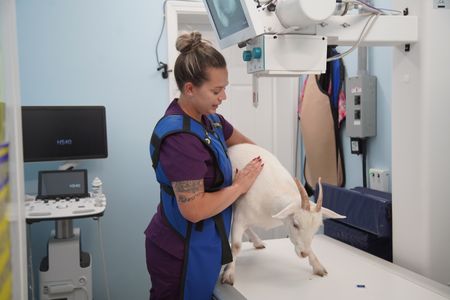Vet tech Jordan conforts Bella, the goat, as she gets ready for her x-ray. (National Geographic for Disney/Sean Grevencamp)