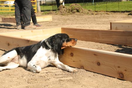 Dax, Ben Reinhold's dog, rests his head on a wooden frame in the Pol family farm's new garden. (National Geographic)