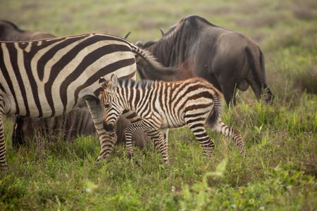 A young plains zebra follows her mother as they begin their yearly migration. (National Geographic for Disney/Sally Thomson)