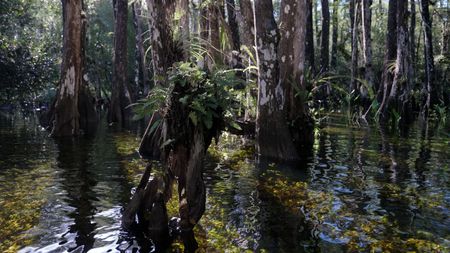 In the wet season, much of the plant life in the Everglades' cypress forest flourishes. (credit: National Geographic/Jake Hewitt)