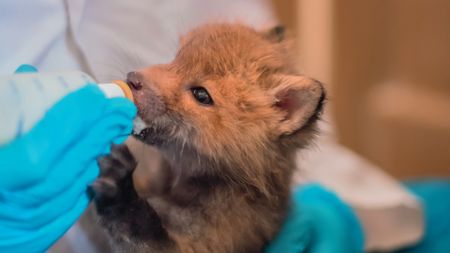 A baby fox fed by a Living Sky Wildlife Rehab Centre volunteer. (Staying Wild Productions Inc.)