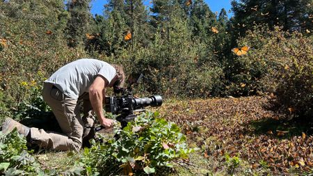 Director of Photography Simon Niblett films monarch butterflies in El Rosario Sanctuary. (National Geographic for Disney/Imogen Prince)