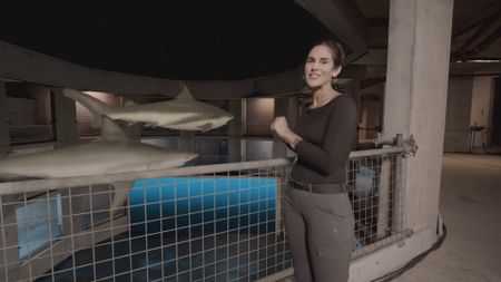 Dr. Diva Amon talking to camera while some GFX Sharks swim by her in the shark studio lab background. (National Geographic)