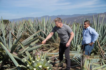 Oaxaca, Mexico - Armando (R), a mescal producer, teaches Gordon Ramsay (L) how to harvest agave. (Credit: National Geographic/Justin Mandel)