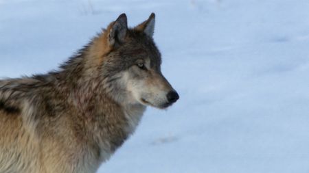 The park's most famous wolf, the 0-Six female, in Yellowstone National Park. (Landis Wildlife Films/Bob Landis)