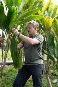 Gordon Ramsay harvests Taro leaves. (National Geographic/Justin Mandel)