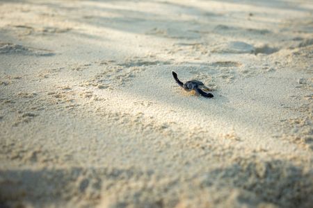 A green turtle hatchling makes a break for the ocean. (National Geographic for Disney/Emily Goldblatt)
