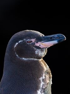 An adult Galapagos penguin.  (National Geographic/Bertie Gregory)