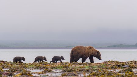 A brown bear sow and her three cubs crossing to Ninagiak Island. (credit: National Geographic/John Shier)