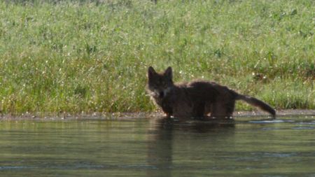 A wolf in a Yellowstone river holds a snack in its mouth. (Landis Wildlife Films/Bob Landis)