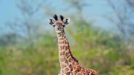 Baby giraffe looking into camera. (BBC Motion Gallery - BBC Natural History/BBC Motion Gallery)