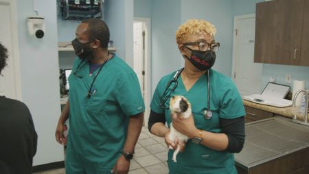 Senior vet tech Andrea brings Peanut, the guinea pig, into the treatment room. (National Geographic for Disney)