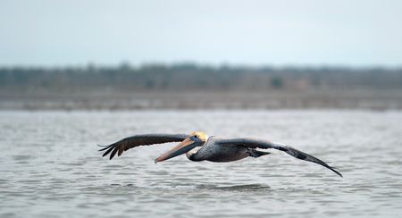 A brown pelican pursues a group of dolphins hunting for mullet. (credit: National Geographic/Jeff Reed)