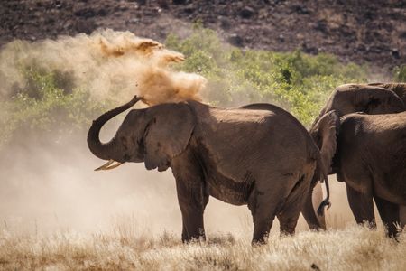 An adult desert elephant uses its trunk to throw dust onto their back as a form of 'sunscreen' which helps cool them down and protect them from insects. (National Geographic for Disney/Robbie Labanowski)