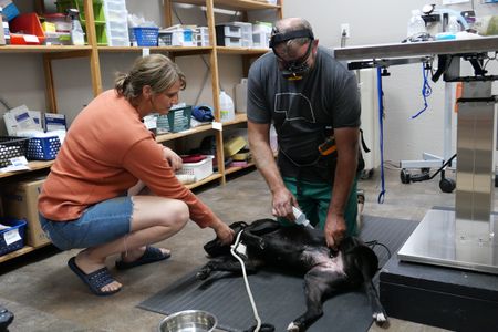 Drs. Erin and Ben Schroeder work together to hold one of the black labs in place and squirt a disinfectant on the site of the tick bite. (National Geographic)