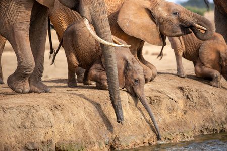 An elephant calf tries to drink water at a manmade waterhole in Tsavo East, but the banks are too steep. (National Geographic for Disney/Maia Sherwood-Rogers)