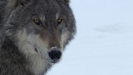 A close up on the famous 0-Six female from Yellowstone National Park. (Landis Wildlife Films/Bob Landis)