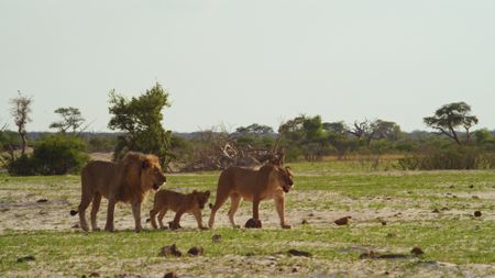 Lion family walks across Savanna. (BBC Motion Gallery - BBC Natural History/BBC Motion Gallery)