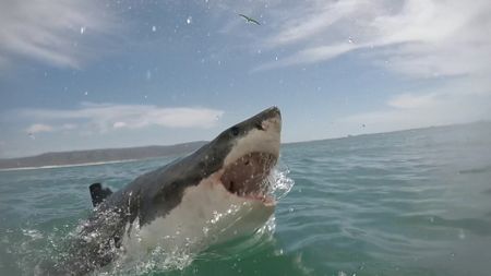 Great White shark breaches with mouth wide open. (National Geographic)