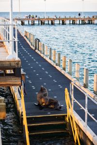 An Australian fur seal (Arctocephalus pusillus doriferus) resting on a pier in Port Phillip Bay. Australian fur seals are known to prey upon octopus hiding under and around piers just like this one.    (photo credit: National Geographic/Harriet Spark)
