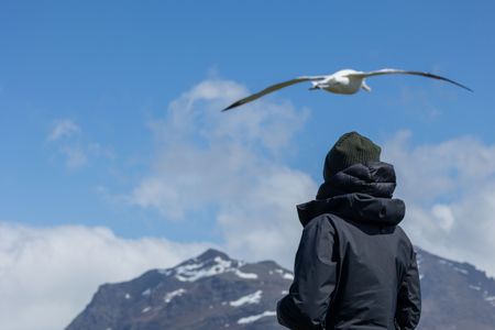 Assistant Producer Holly Harrison watches an  albatross in flight. (National Geographic for Disney/Imogen Prince)