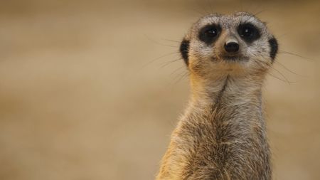 A meerkat on its hind legs looking into the camera in Namibia. (Getty Images)