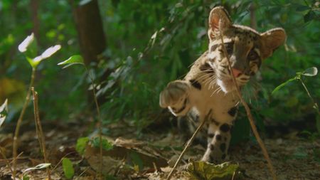 A clouded leopard cub looks into camera while playing with a twig sticking out of the ground in Sri Lanka. (Getty Images)