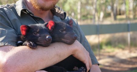 Tyler holding two  tasmanian devil babies. (Big Wave Productions)