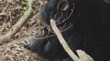 Black bear with a baby bear. (Getty Images)