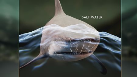 A GFX of a Bull Shark, highlighting it's sensory points while interacting in salt water vs fresh water. (National Geographic)