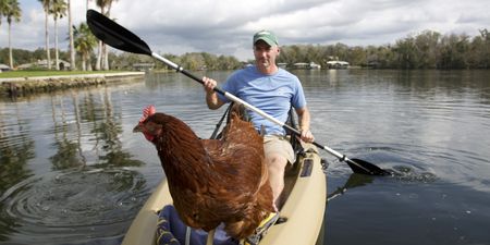 Dave Cox kayaking with Sammi the chicken. (Big Wave Productions)