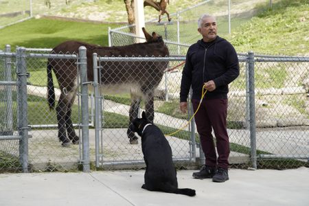 Cesar with Shadow on a leash. (National Geographic)