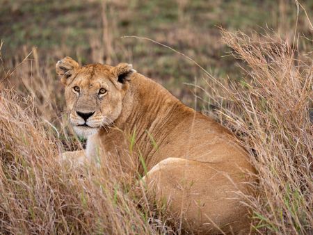 A lion rests in the tall grasses of Maasai Mara, Kenya. (National Geographic for Disney/David Chancellor)