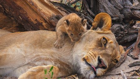 Close up of a lioness with cub climbing on her neck. (Getty Images)