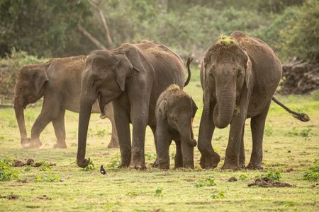 An elephant family gather at the end of a long journey in Kabini, India. (National Geographic for Disney/Josh Helliker)