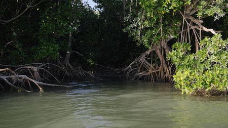 In the Everglades and beyond, mangroves form a vital bridge between water and land. (credit: National Geographic/Jake Hewitt)