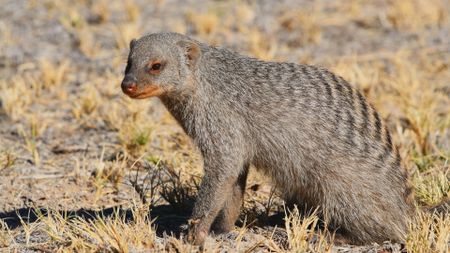 A banded mongoose stands alone on a dry grass patch in Namibia.(Getty Images)