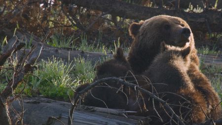 A mother Grizzly Bear nursing her cubs. (National Geographic)