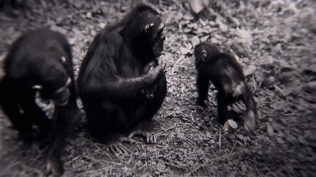 Gombe, Tanzania - Two adult chimps, one young chimp. The feature documentary JANE will be released in select theaters October 2017.  (Jane Goodall Institute)