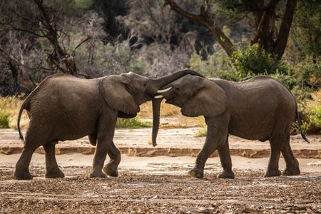 Two elephants play-fighting using their trunks. (National Geographic for Disney/Robbie Labanowski)