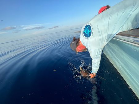 Research Scientist Ryan Welsh returns a satellite-tagged juvenile green turtle to the ocean. (National Geographic for Disney/Ruth Davies)