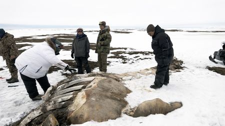 The Pingayak family finds a washed up whale on the frozen beach. (National Geographic/Matt Kynoch)