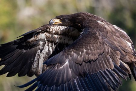 A juvenile bald eagle in flight. (National Geographic for Disney/Maia Sherwood-Rogers)