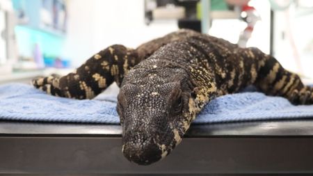 Close up of a lizard on a table. (EQ Media Group/Jackie Munro)