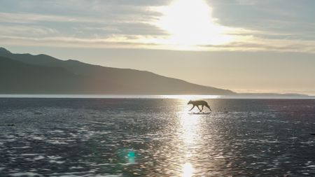 A grey wolf walking along Katmai's coast. (credit: National Geographic/John Shier)