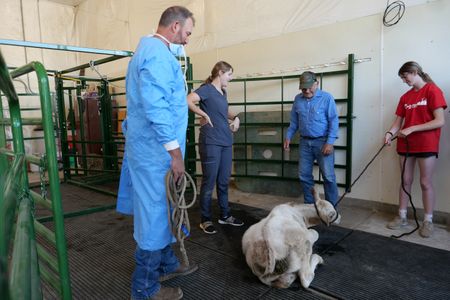 Dr. Ben Schroeder, vet tech Laurel Driver, and owner Dale Smith watch as Dale's granddaughter, Bre Millard, attempts to pull a reluctant steer back to his trailer. (National Geographic)