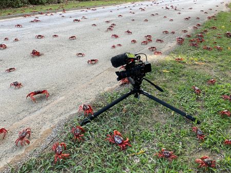 A camera set up on the side of the road to film Christmas Island red crabs crossing. (National Geographic for Disney/Lara Van Raay)