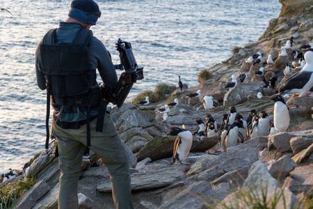Camera operator Miguel Willis films rockhopper penguins in the Falkland Islands. (National Geographic for Disney/Robin Hoskyns)